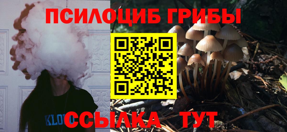 Псилоцибиновые грибы Psilocybe Глазов